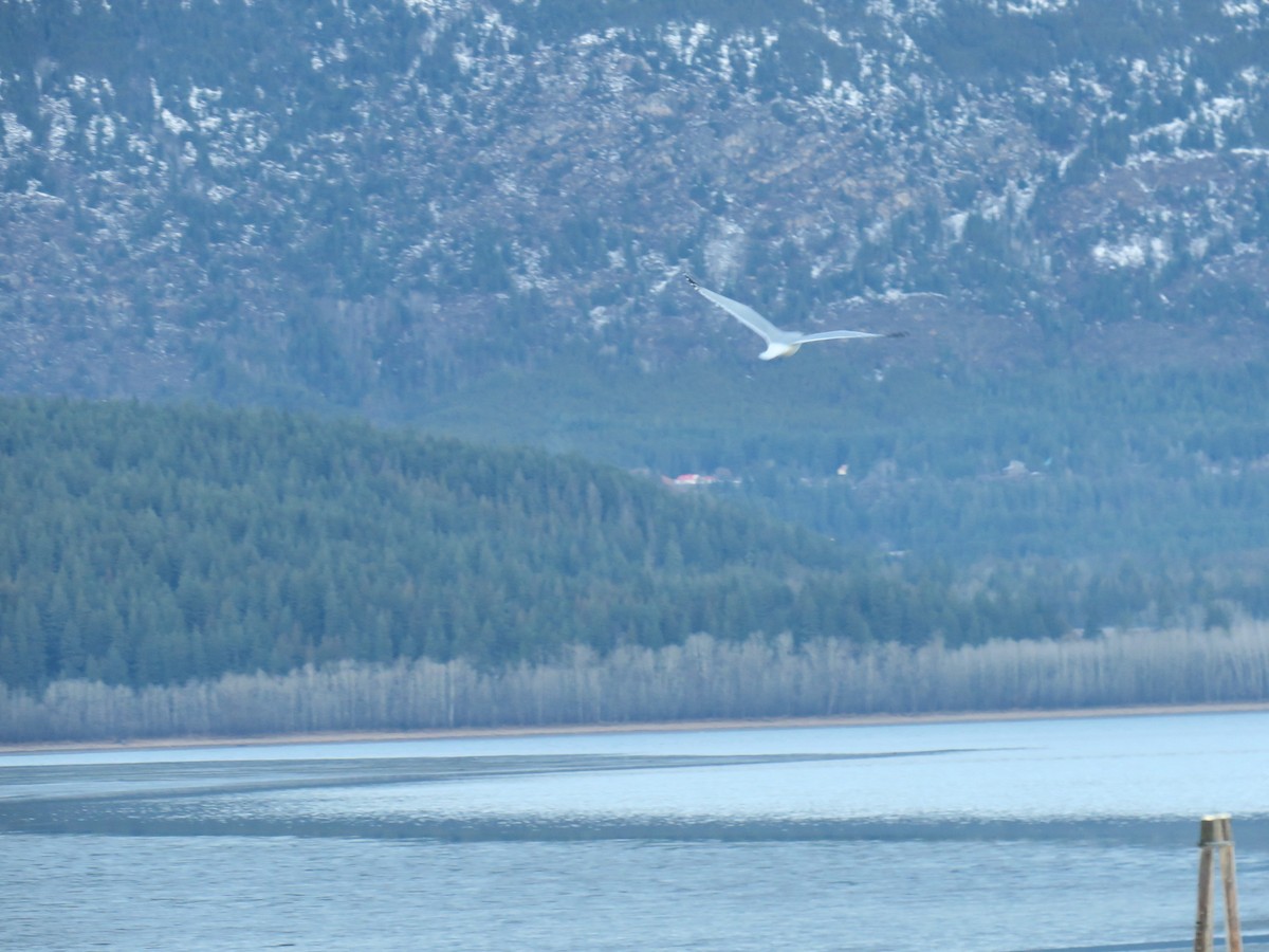 racek jezerní - ML646649762