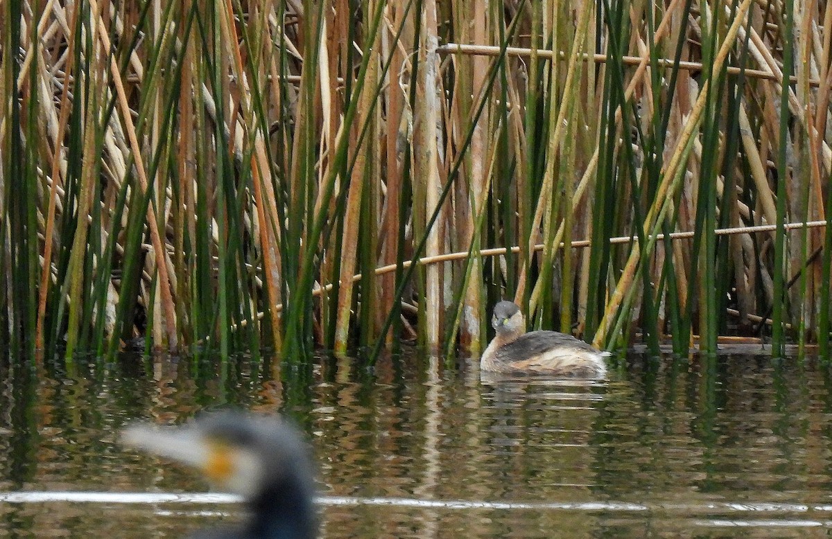 Zwergtaucher - ML646649763