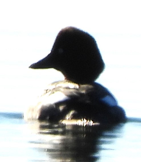 Алаг шунгаач - ML646649764