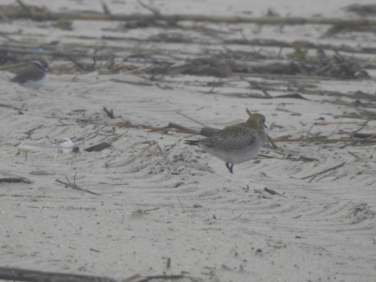 Сивка звичайна - ML646649766