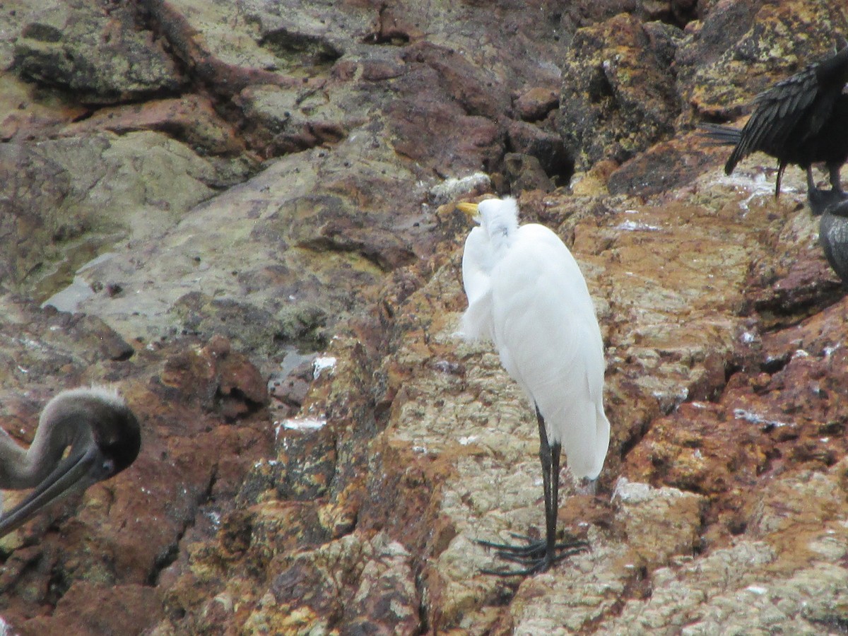 Airone bianco maggiore - ML646649767