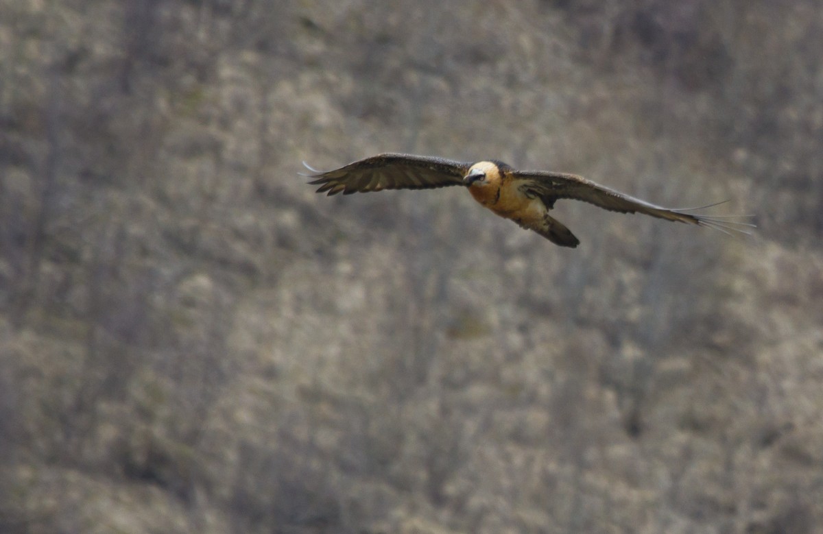 Gipeto - ML646649768