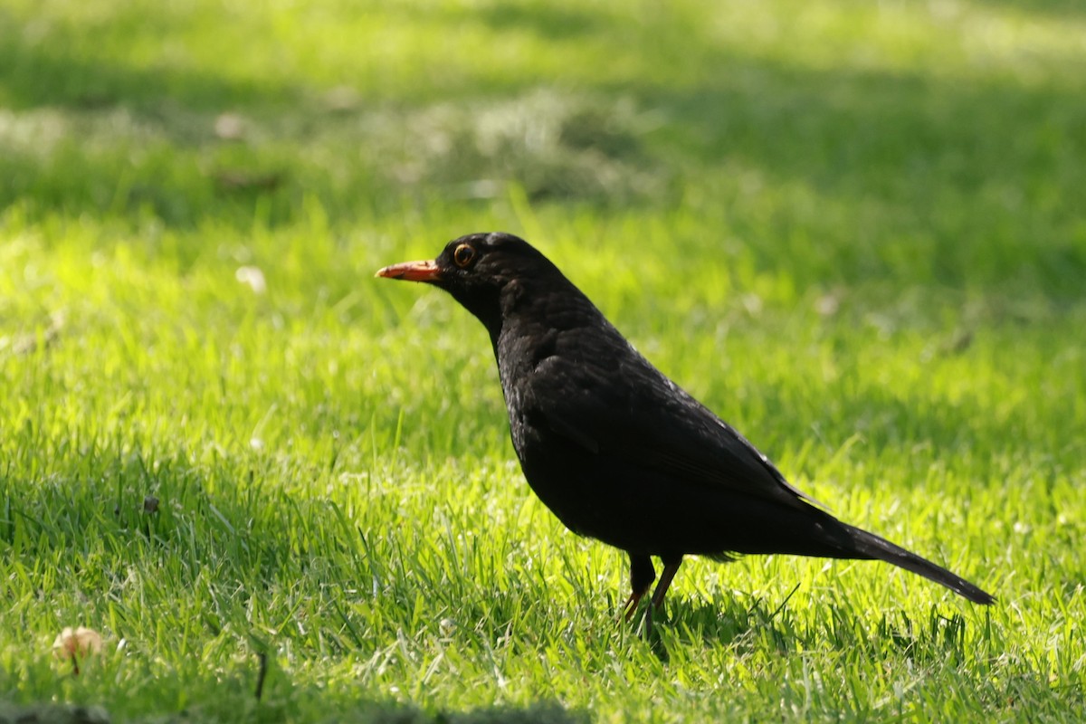 Eurasian Blackbird - ML646649769