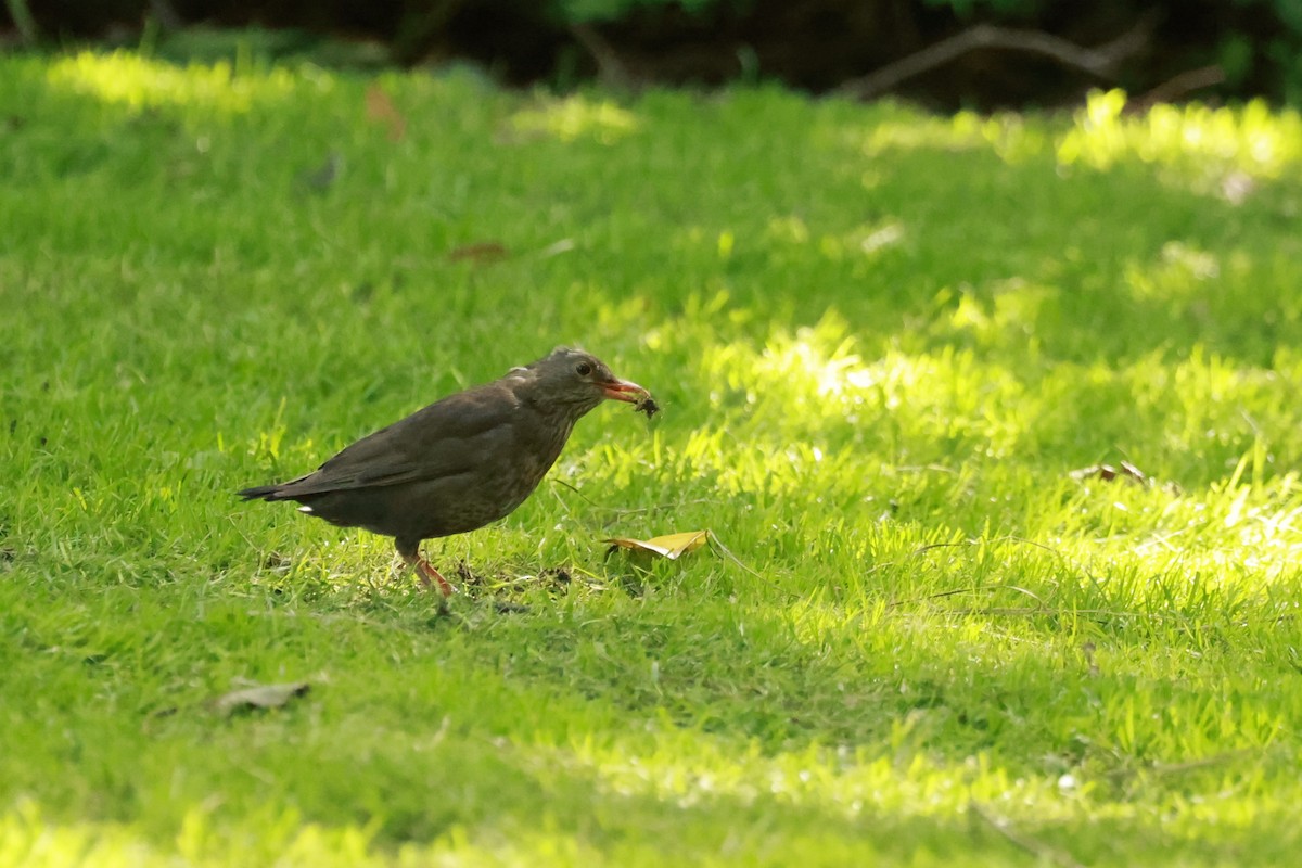 Eurasian Blackbird - ML646649770