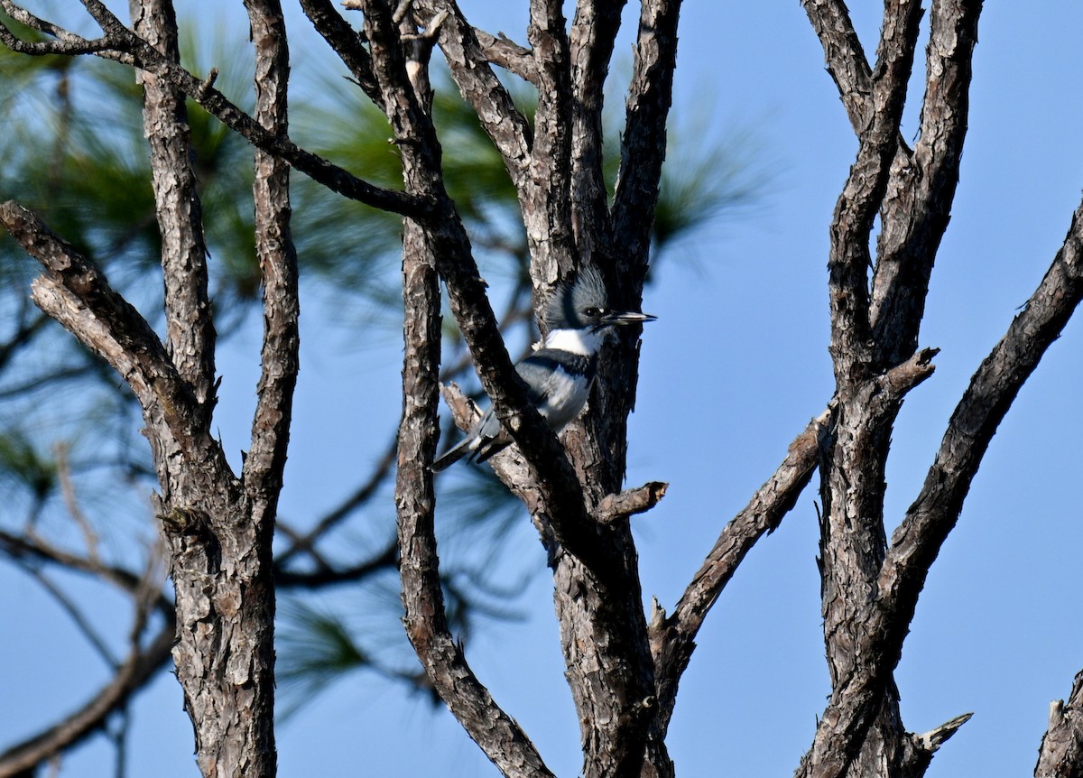 Martín Gigante Norteamericano - ML646649772