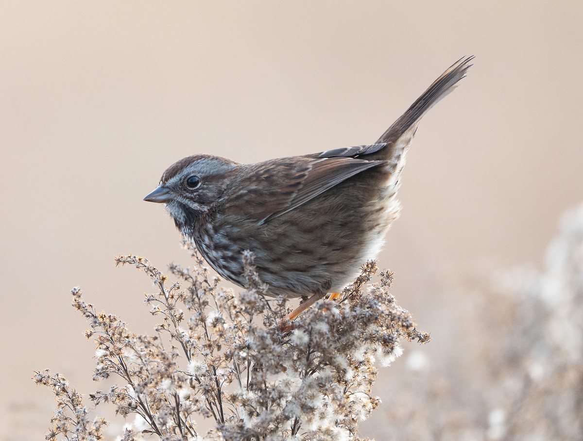 גיבתונית רוננת - ML646649773