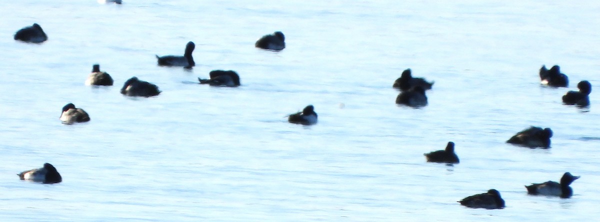 Алаг шунгаач - ML646649774