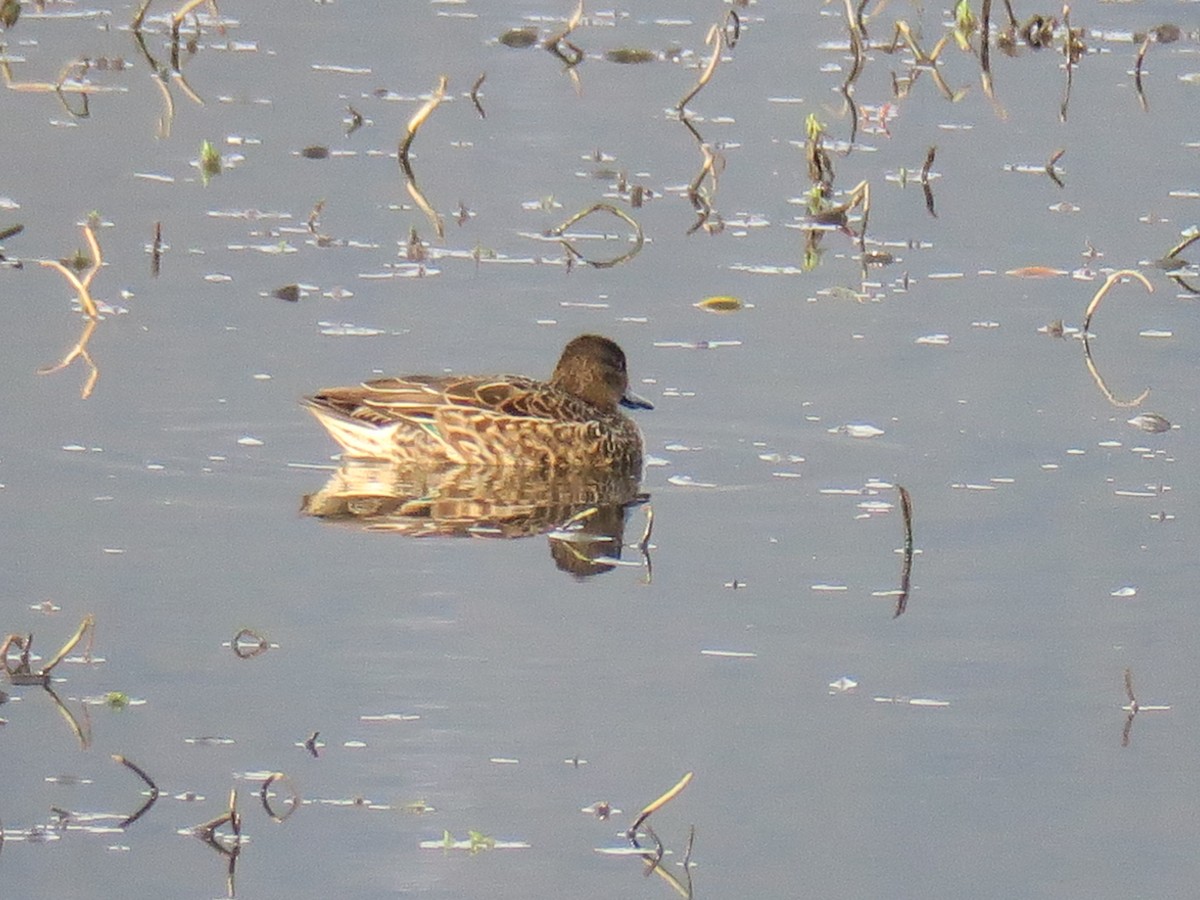 čírka obecná - ML646649775