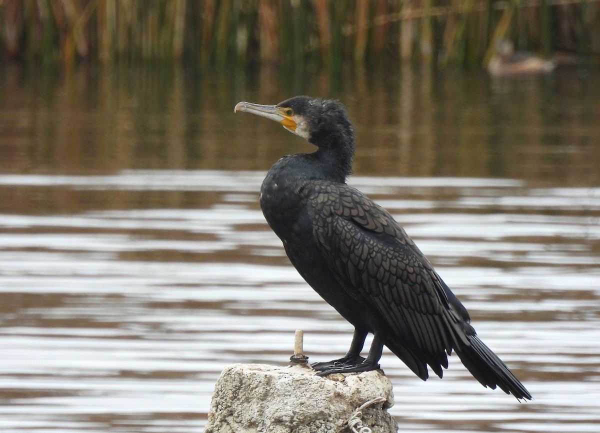 Great Cormorant - ML646649777