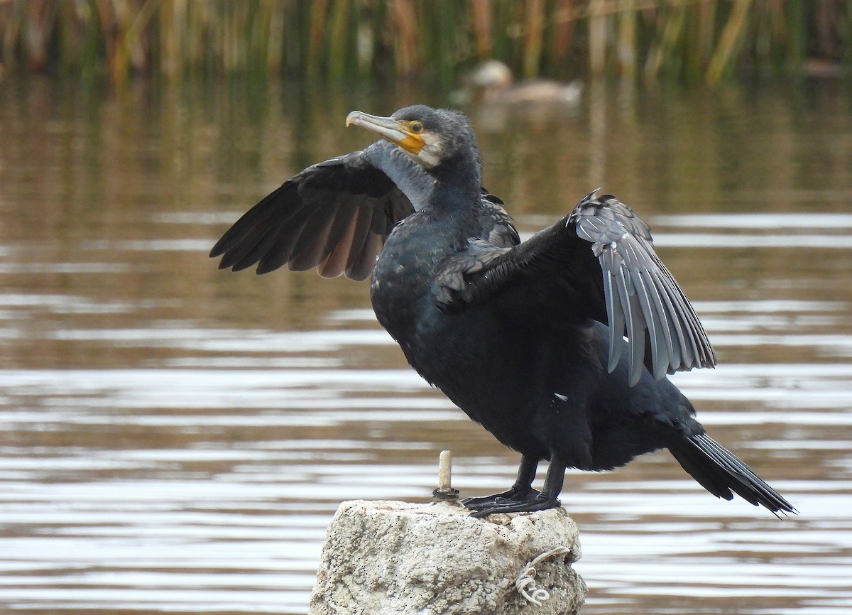 Great Cormorant - ML646649778
