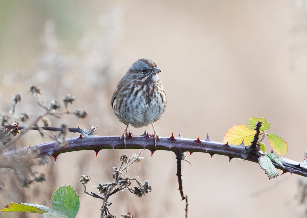 גיבתונית רוננת - ML646649779
