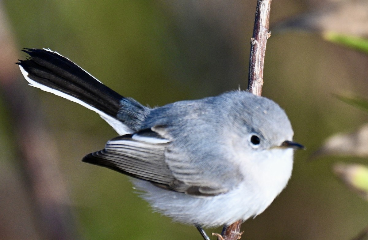 Perlita Grisilla - ML646649781