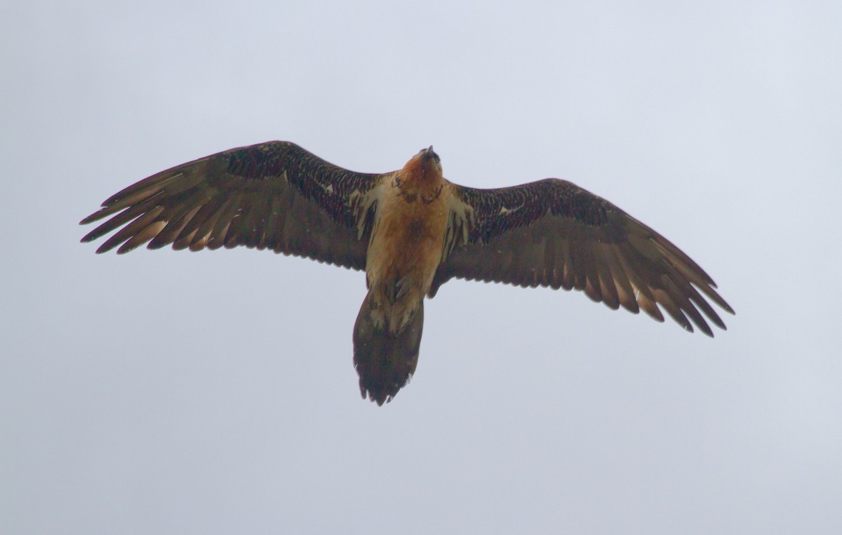 Gipeto - ML646649782