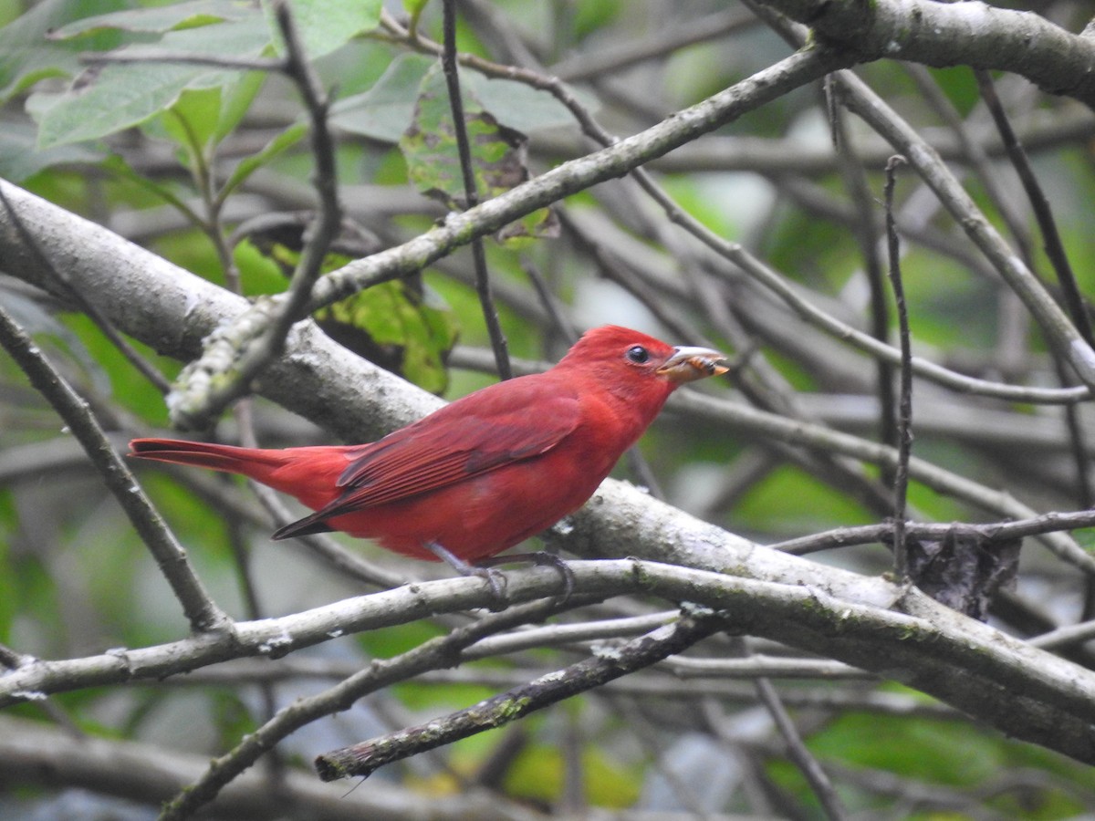 Summer Tanager - ML646649785