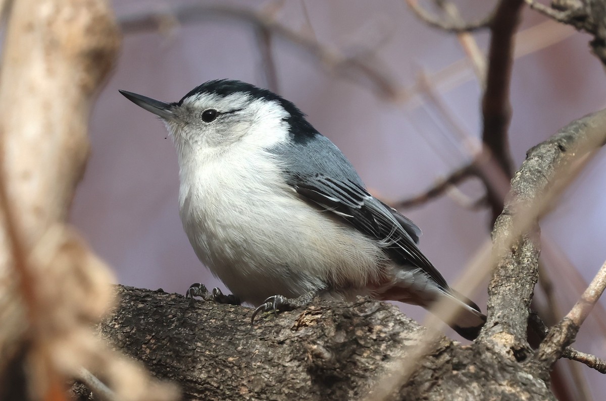 White-breasted Nuthatch - ML646649786
