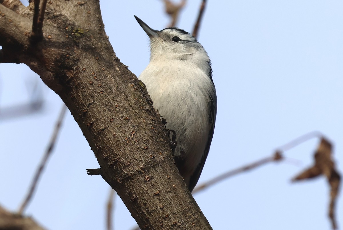 White-breasted Nuthatch - ML646649787