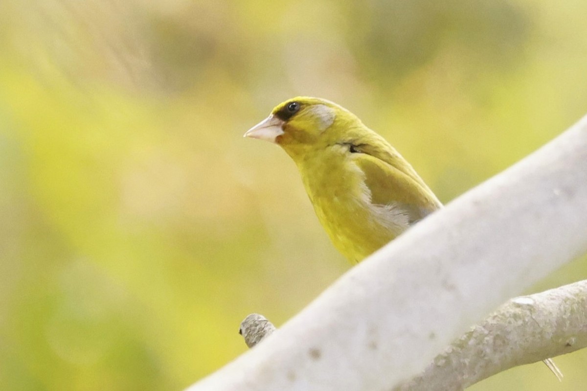 European Greenfinch - ML646649788
