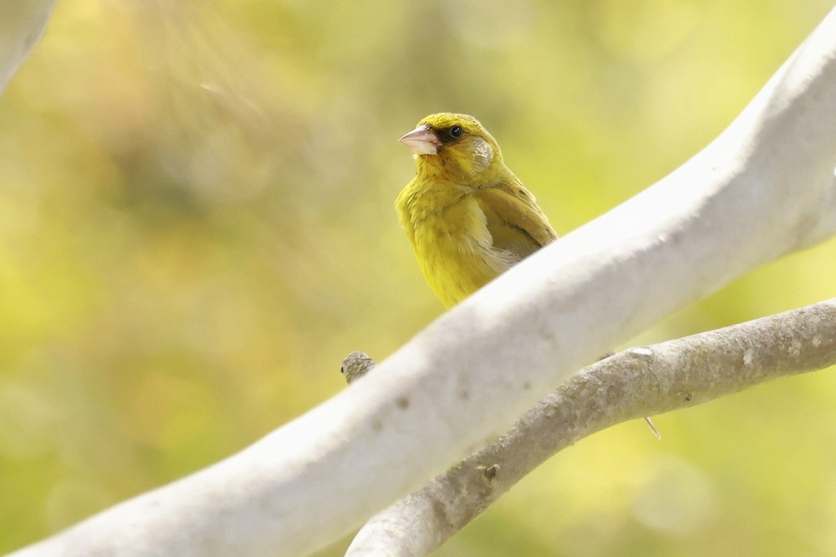 European Greenfinch - ML646649789
