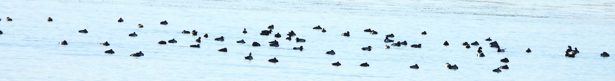 Тэнгисийн шумбуур - ML646649790