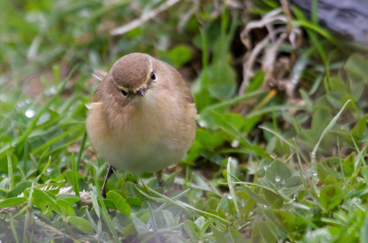 Mountain Chiffchaff (Caucasian) - ML646649791