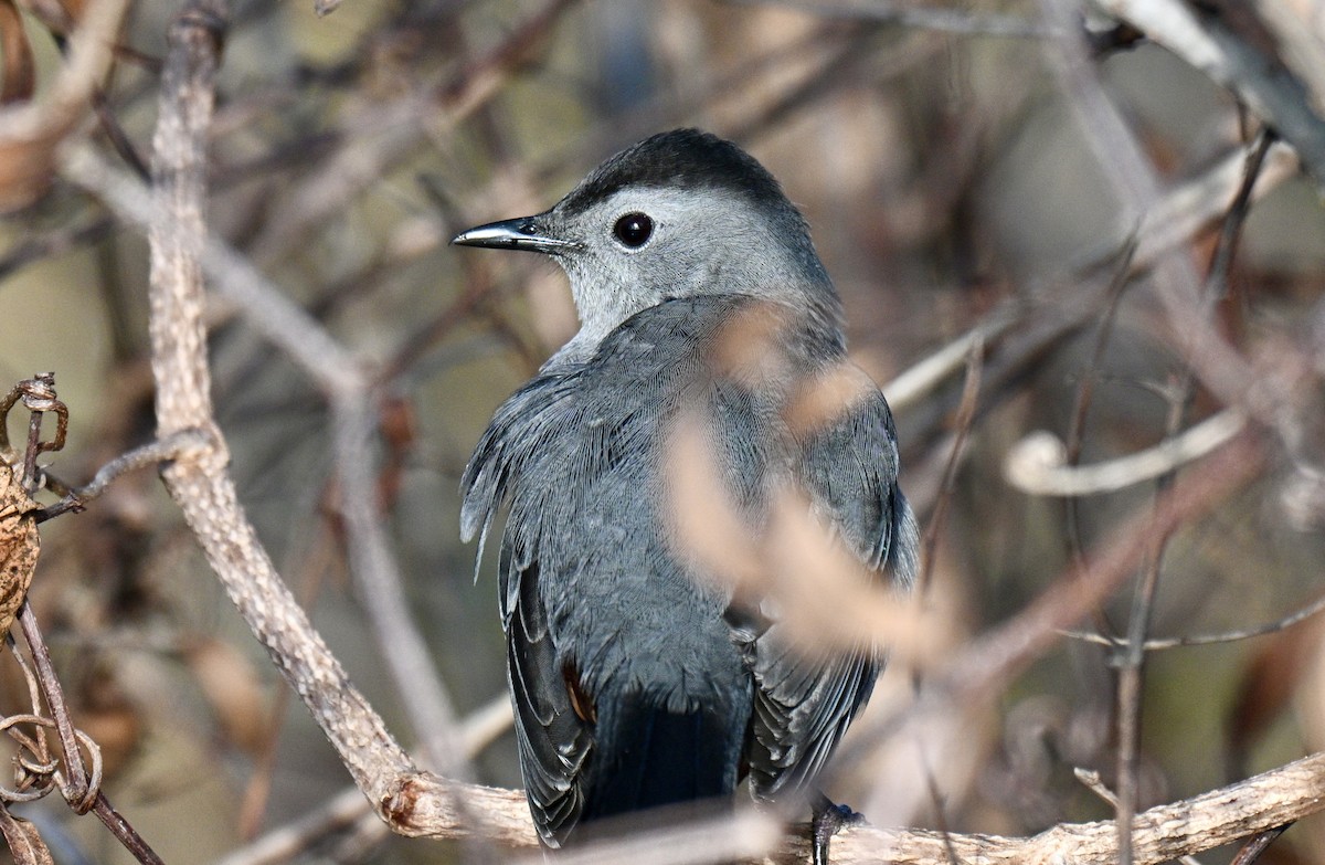 Pájaro Gato Gris - ML646649793