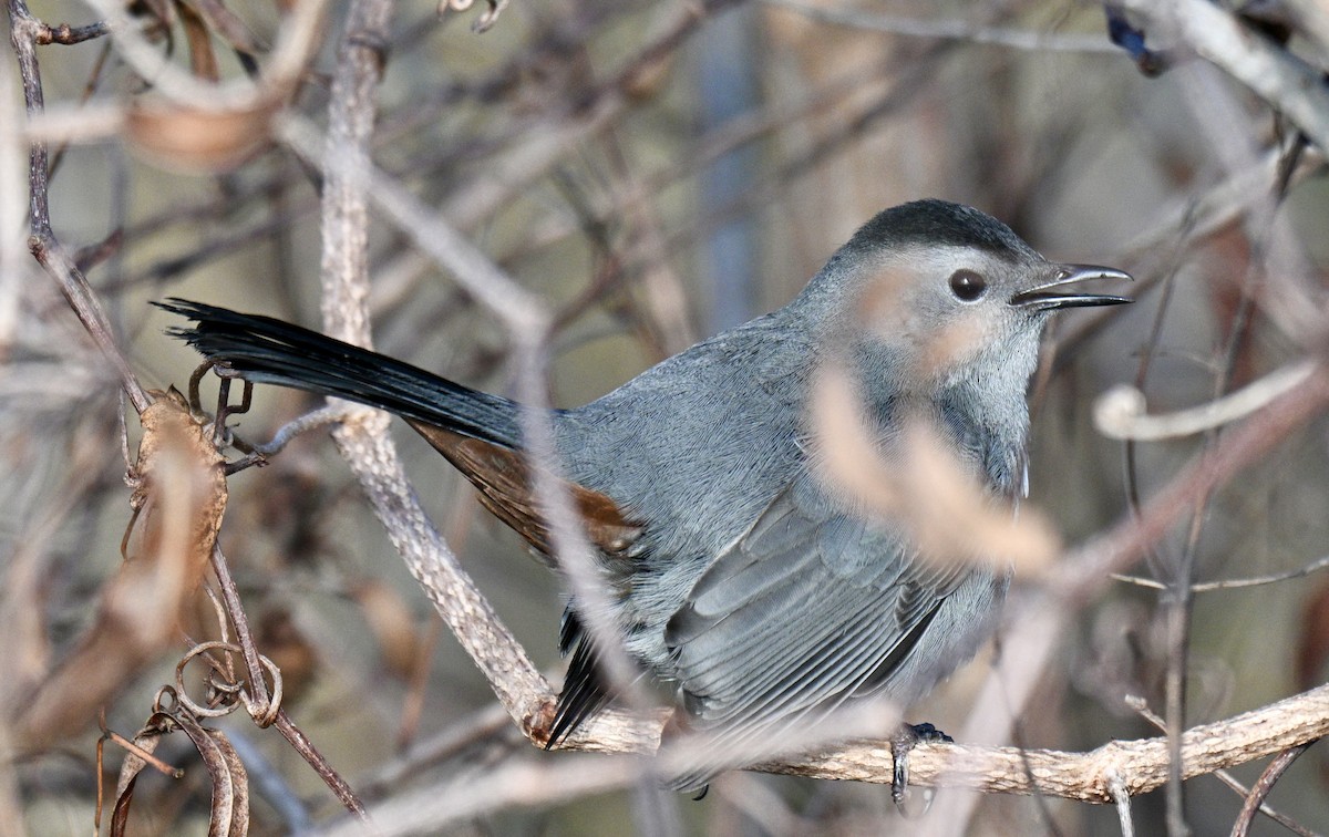 Pájaro Gato Gris - ML646649795