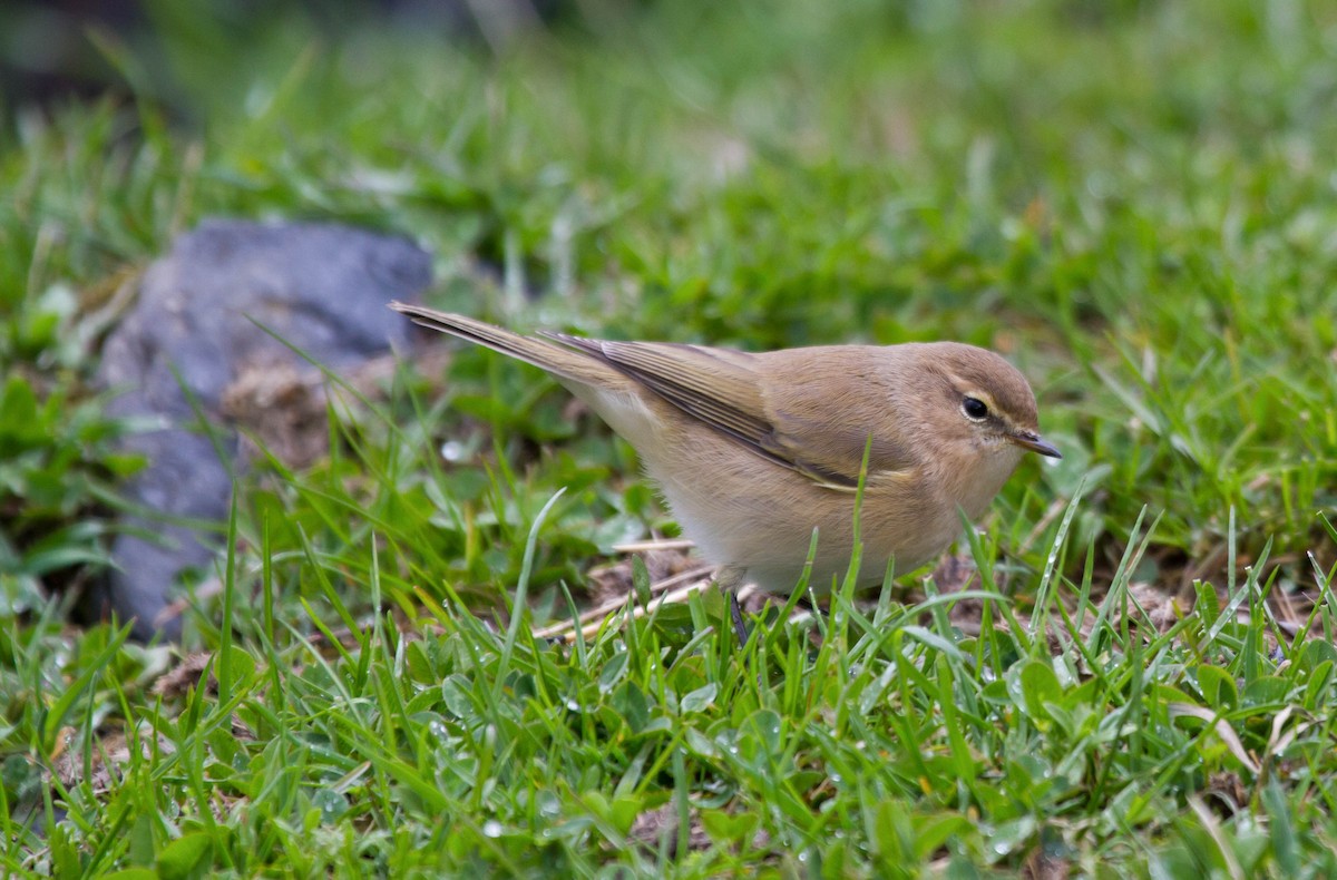 Mountain Chiffchaff (Caucasian) - ML646649796