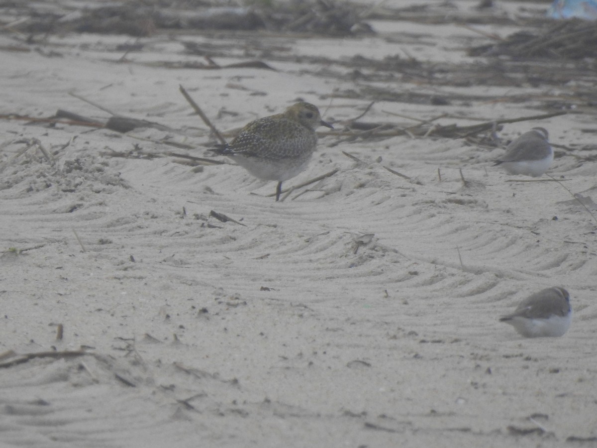 Сивка звичайна - ML646649798