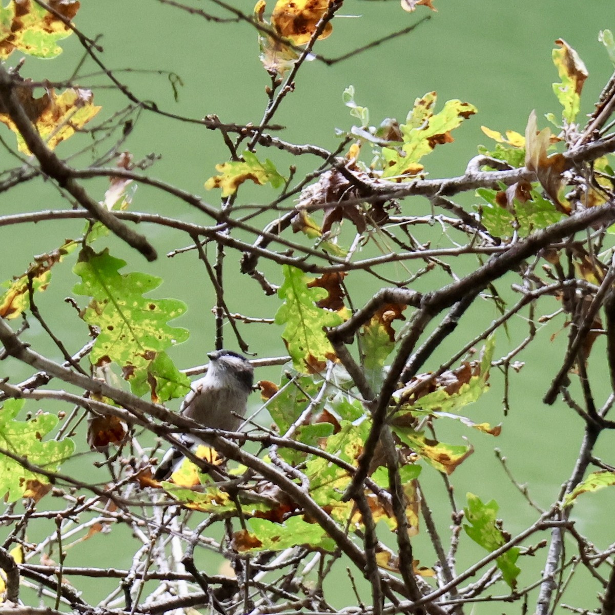 Long-tailed Tit - ML646649800