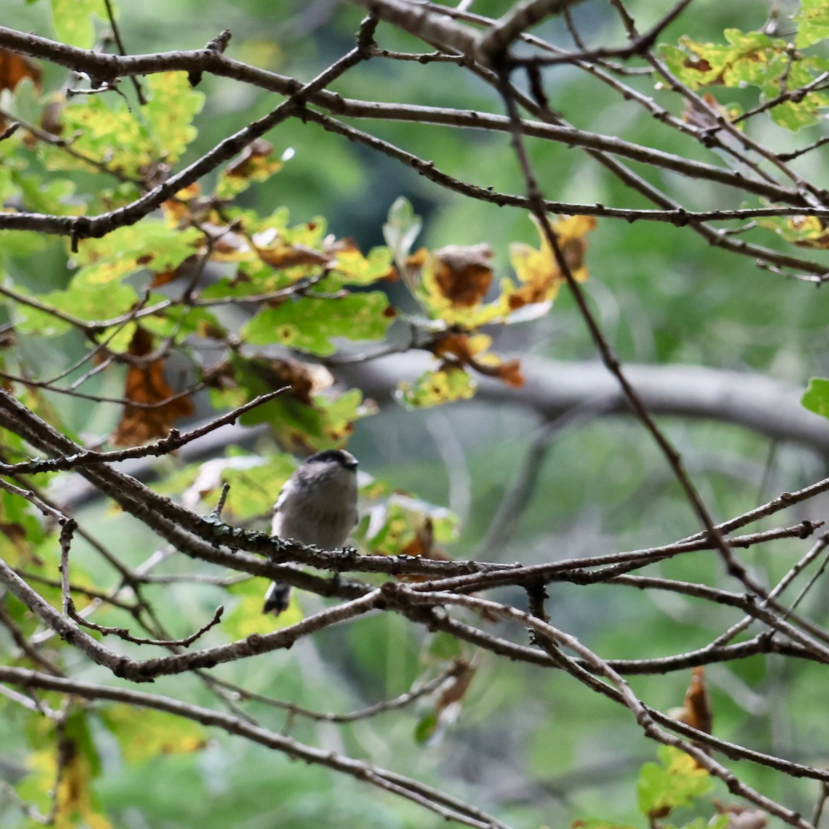 Long-tailed Tit - ML646649801