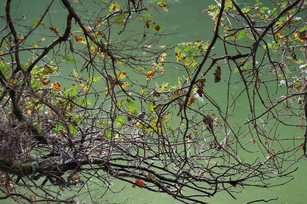 Long-tailed Tit - ML646649802