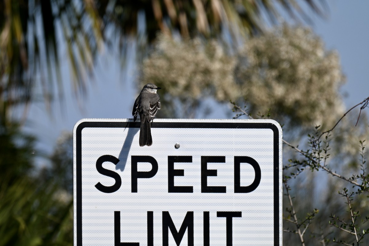 Sinsonte Norteño - ML646649804