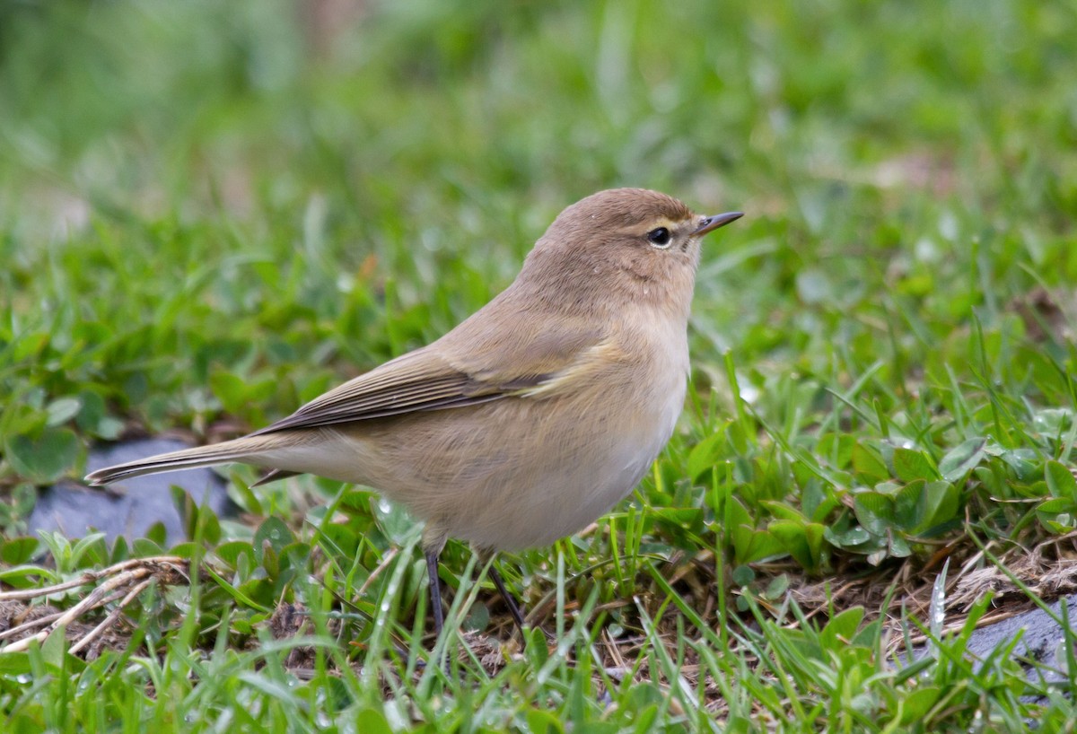 Mountain Chiffchaff (Caucasian) - ML646649805