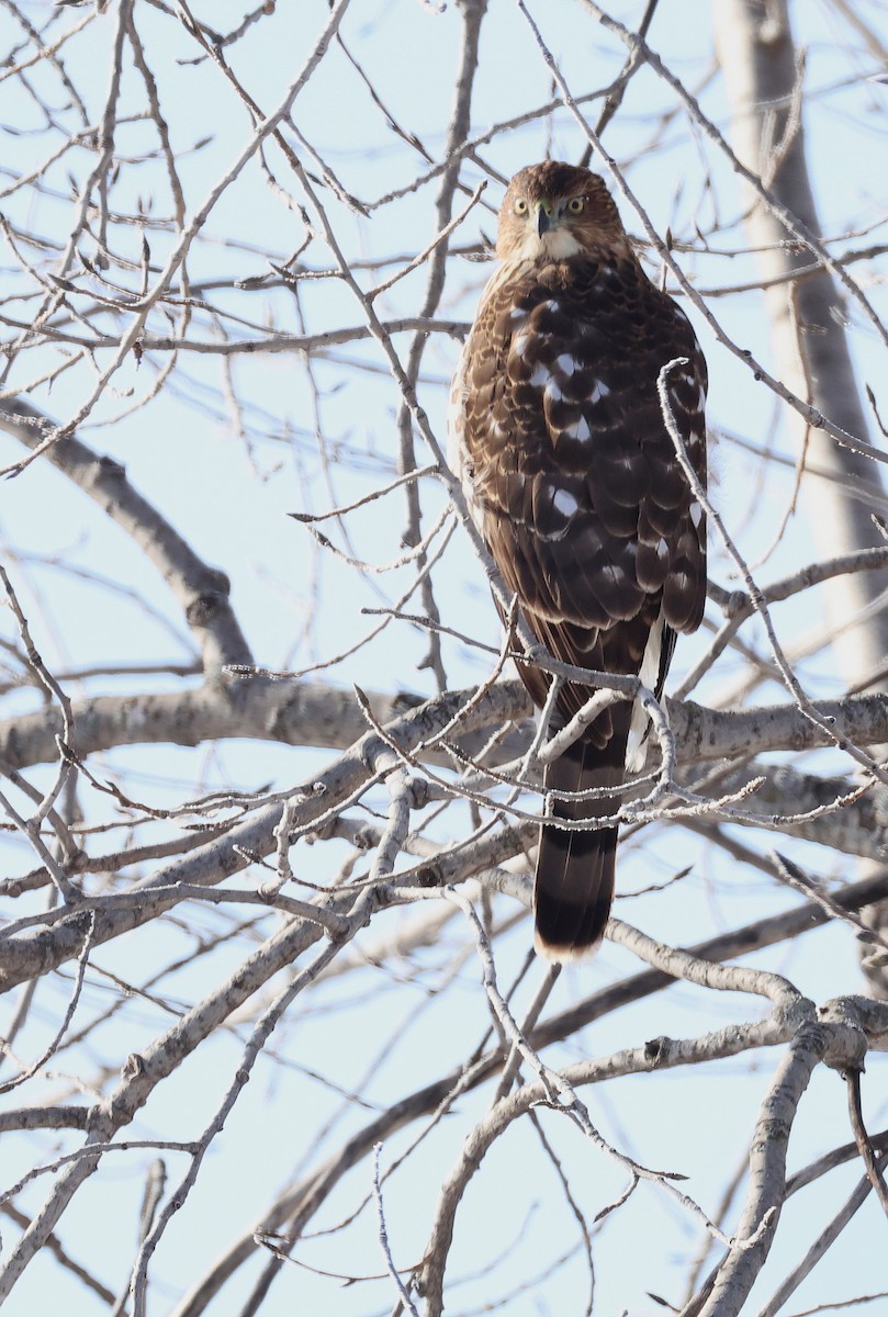 Cooper's Hawk - ML646649806
