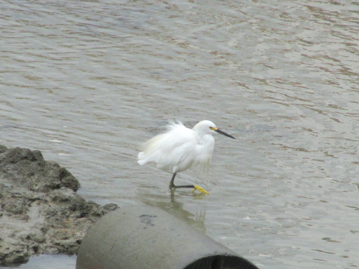 Snowy Egret - ML646649810