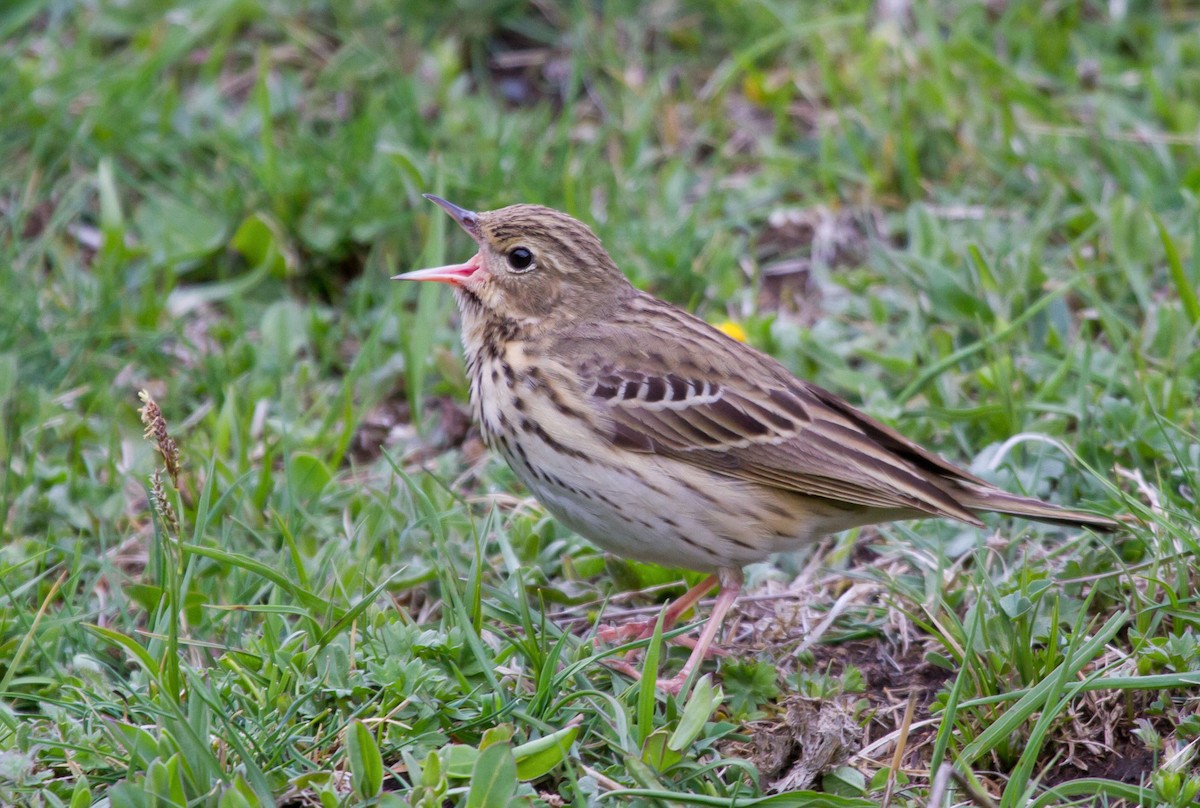 Prispolone - ML646649813