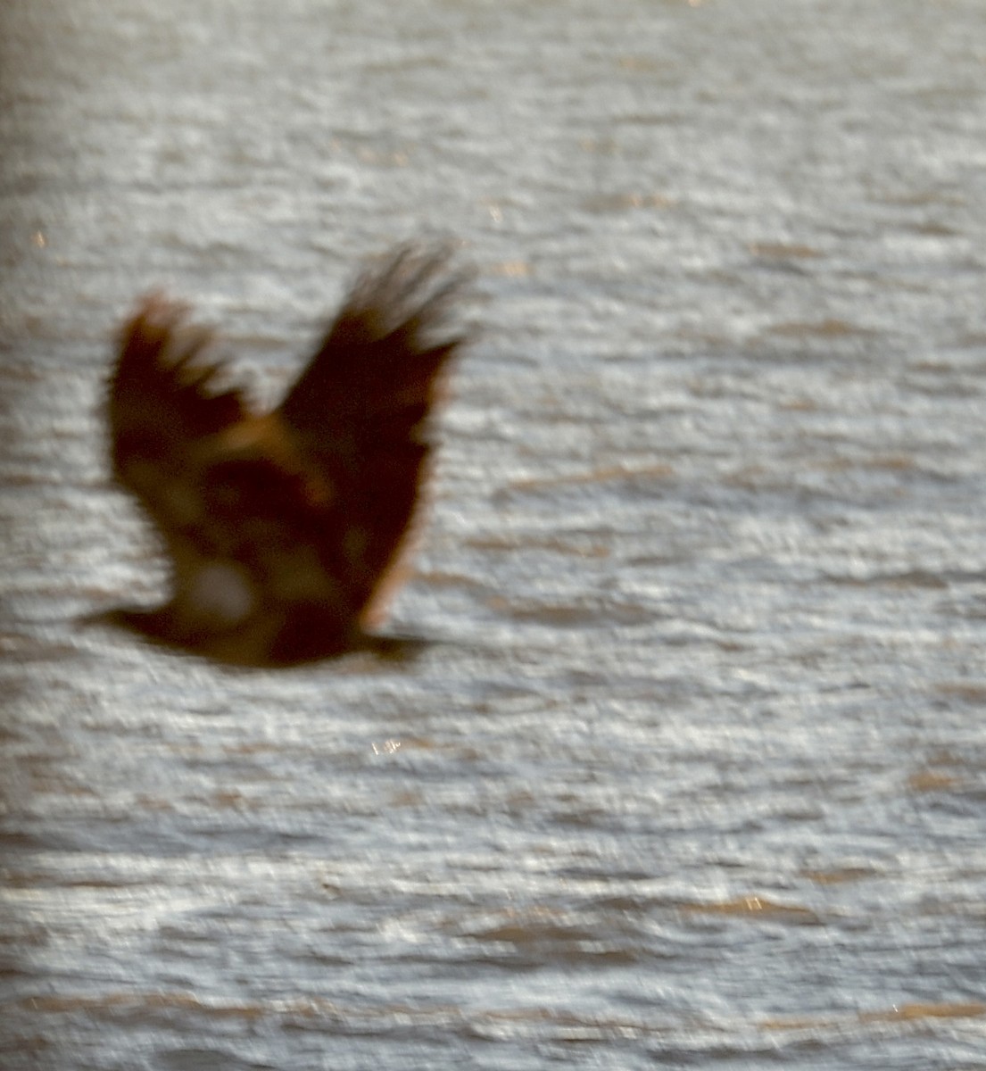 Itsas arrano buruzuria - ML646649814