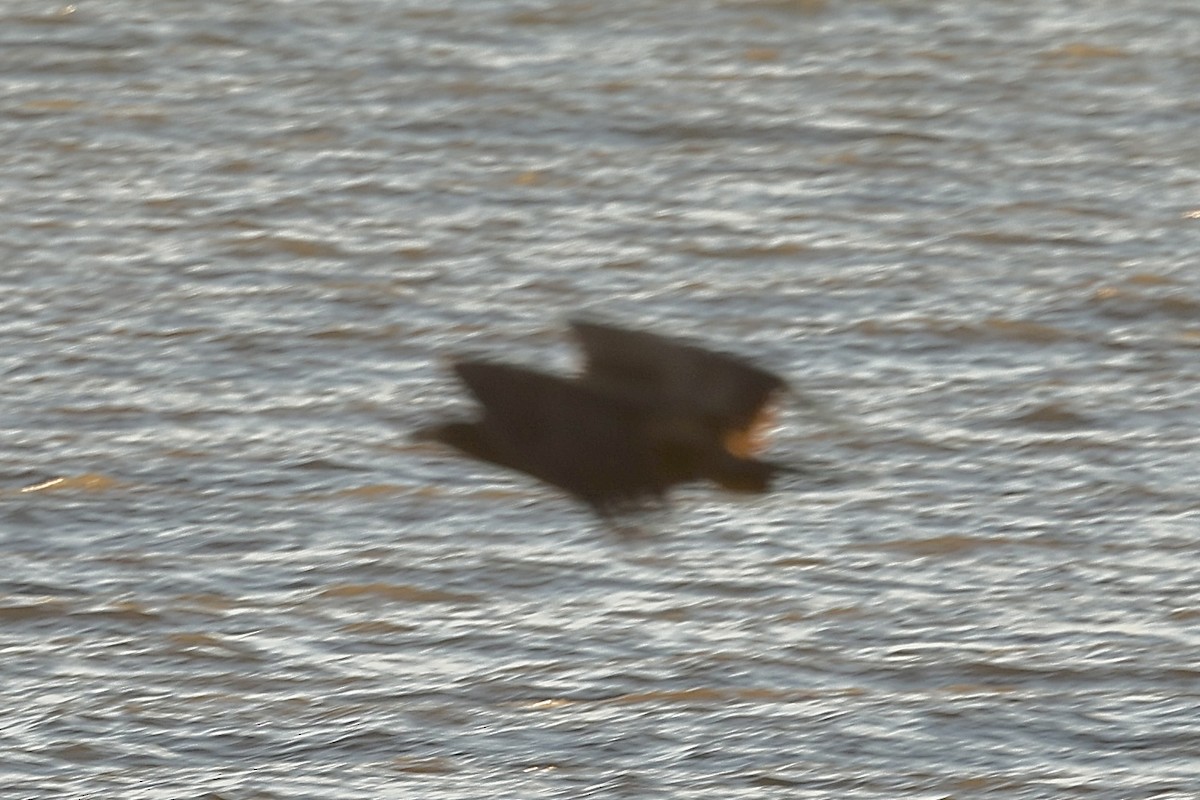 Itsas arrano buruzuria - ML646649815