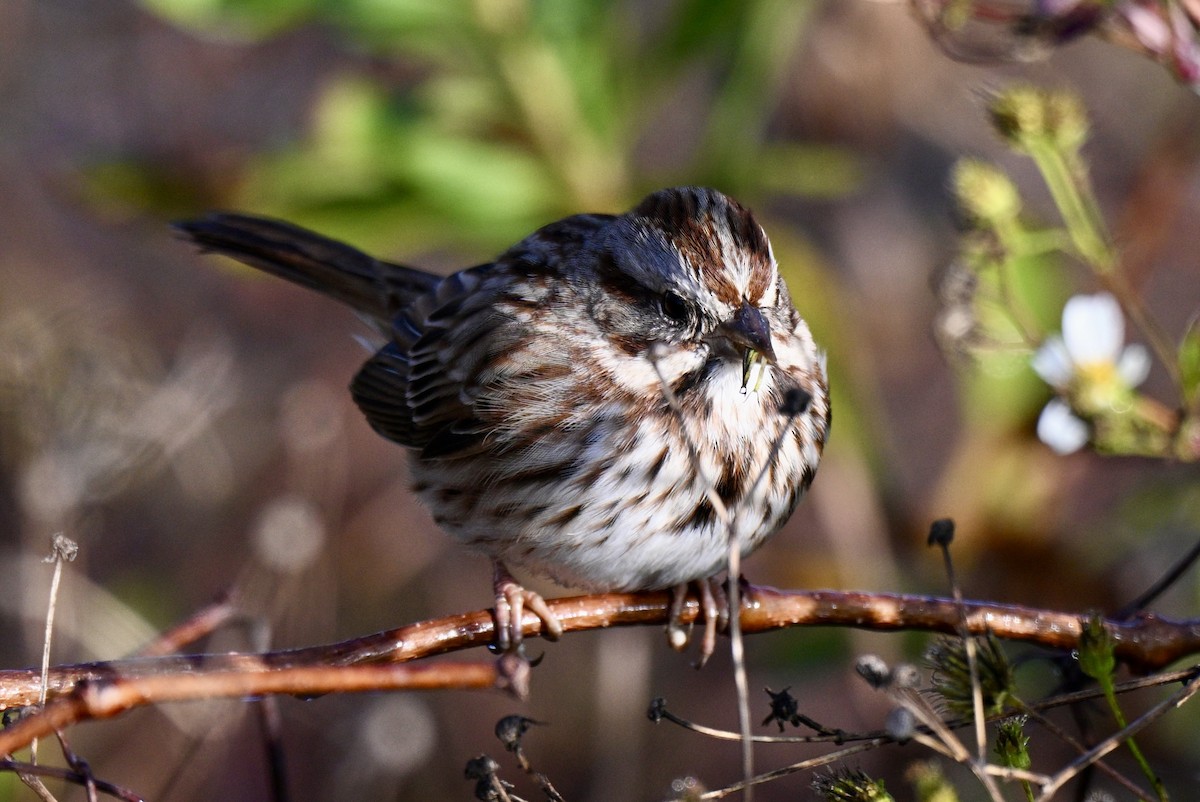 Chingolo Cantor - ML646649820