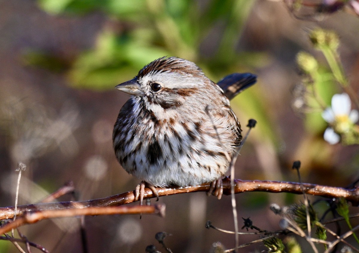 Chingolo Cantor - ML646649821