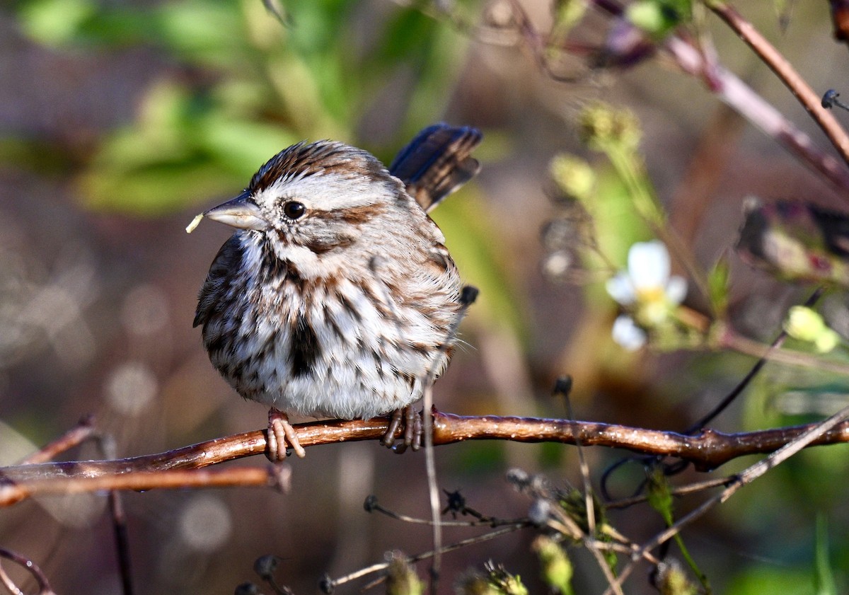 Chingolo Cantor - ML646649822