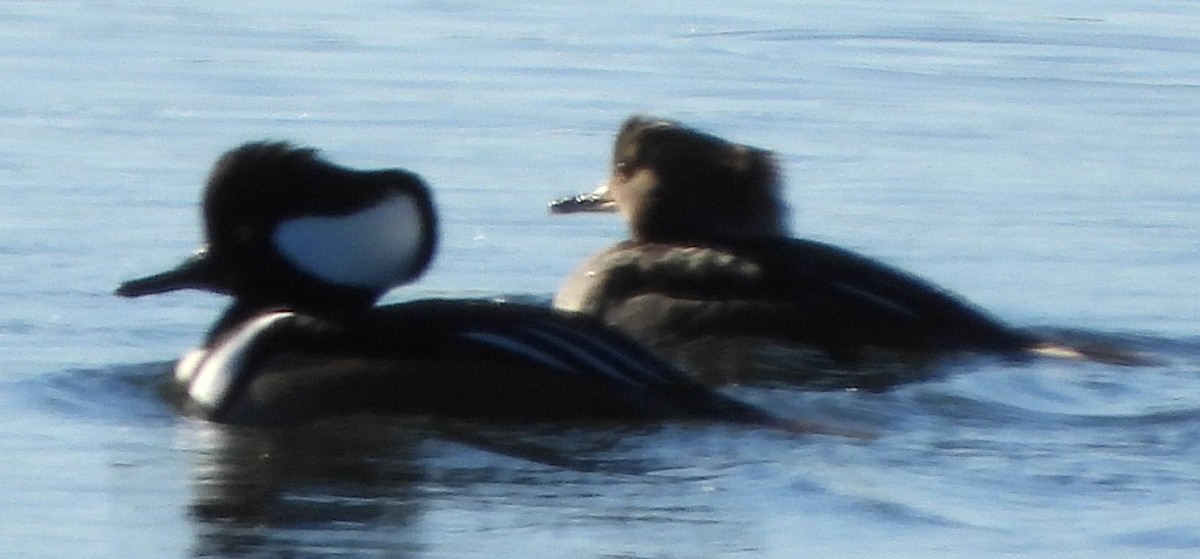 Hooded Merganser - ML646649823