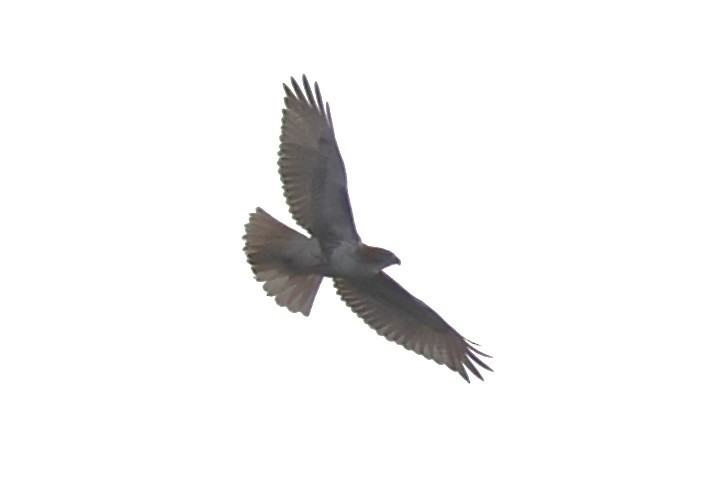 Zapelatz buztangorria - ML646649825