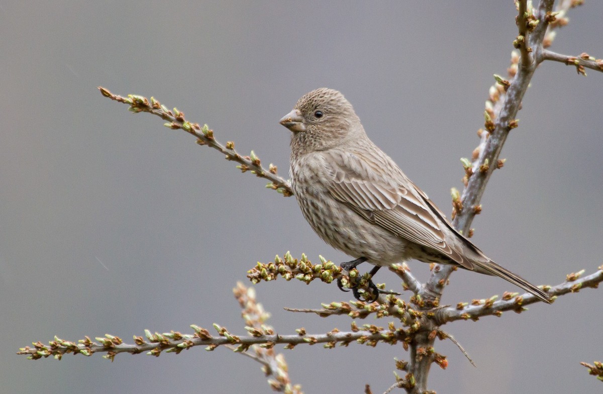 Great Rosefinch - ML646649827