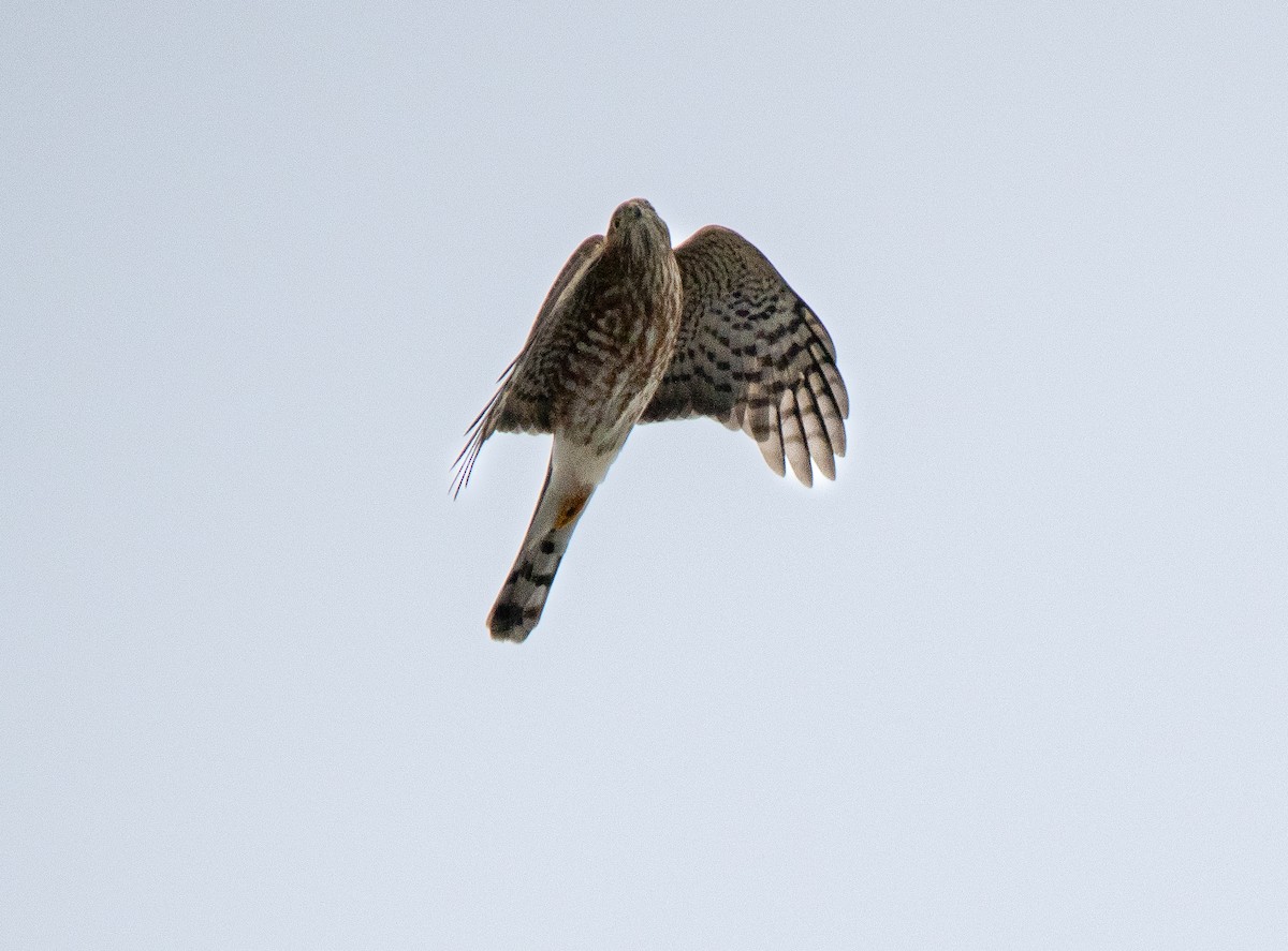 parulahauk - ML646649831