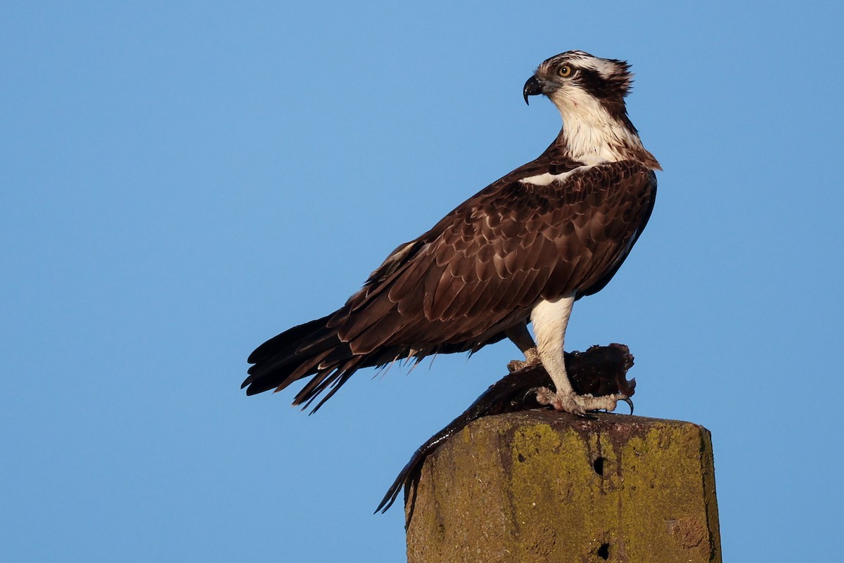 Osprey - ML646649833
