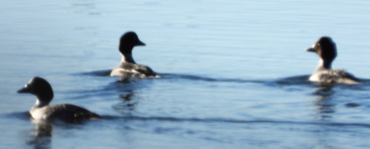 Алаг шунгаач - ML646649834