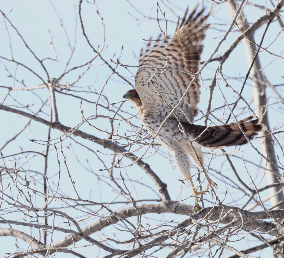 Cooper's Hawk - ML646649835