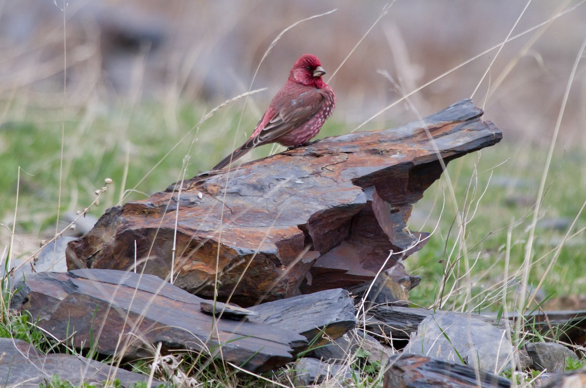 Great Rosefinch - ML646649836