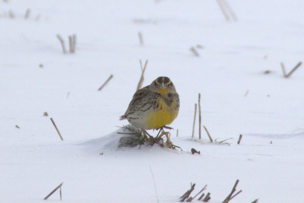 Western Meadowlark - ML646649837